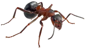 Fire ant mound in residential lawn needing pest control treatment